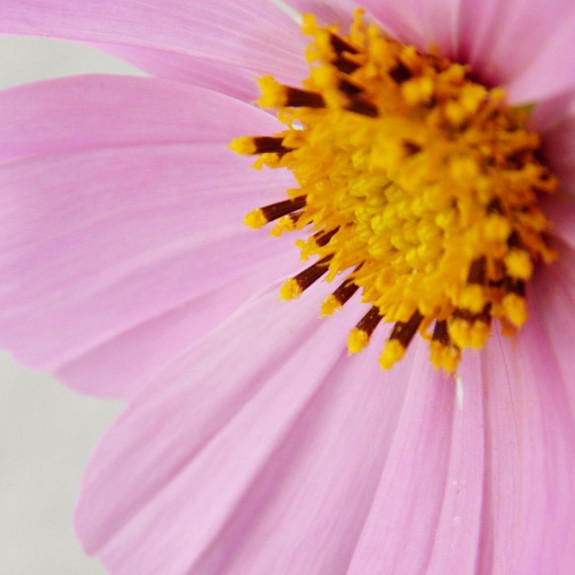 cosmea