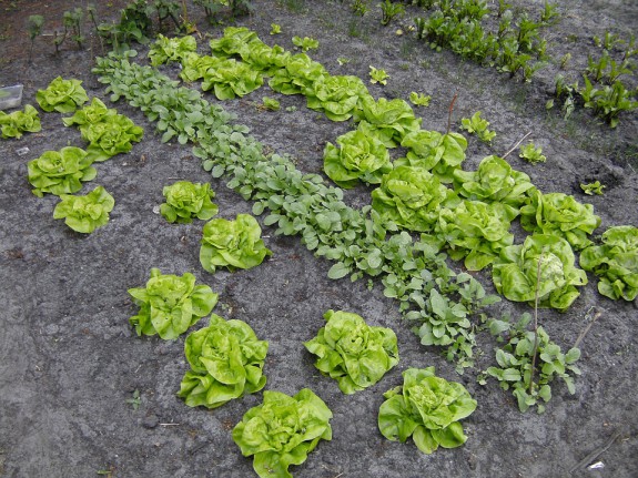 Een rechte lijn planten