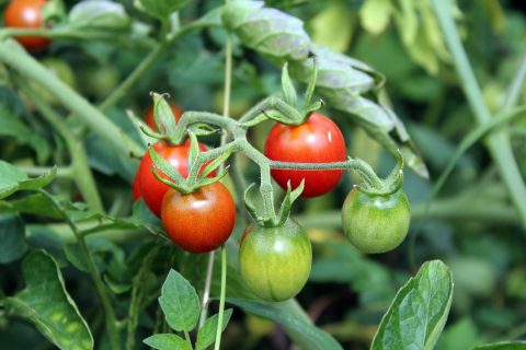 Kweektips tomaat