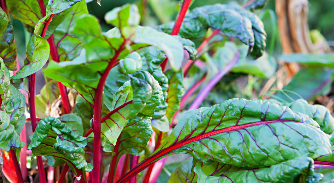 Kweektips snijbiet - Moestuinieren