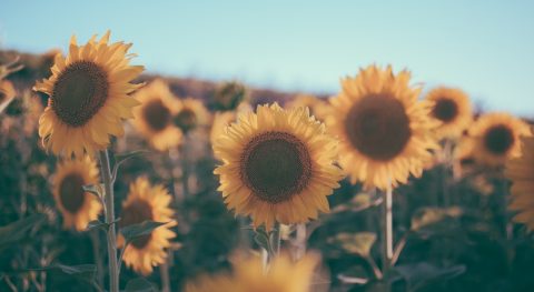 Bloemen, kruiden en groenbemesters