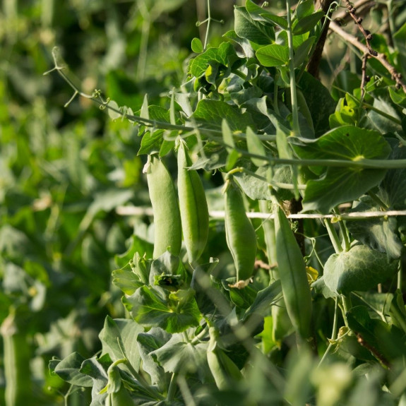 moestuinieren