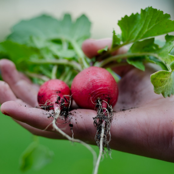 moestuin