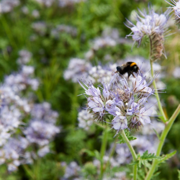 phacelia