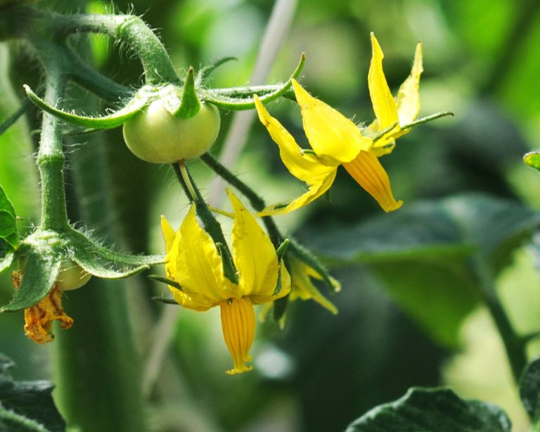 Moestuintips voor groeien