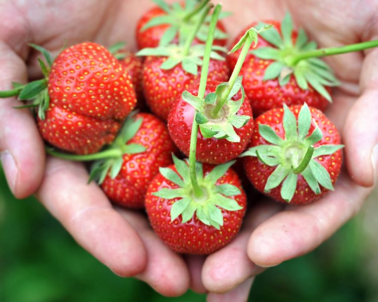 Moestuintips voor oogsten