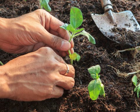 Moestuintips voor verpotten