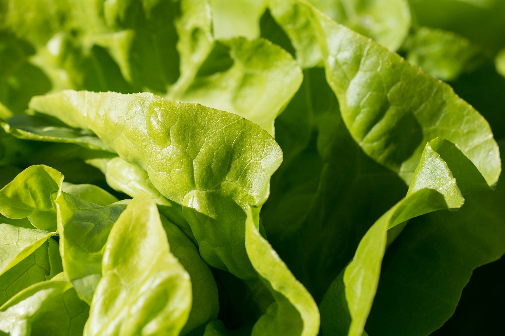 Fictief wanhoop zomer Kweektips sla en pluksla - Moestuinieren