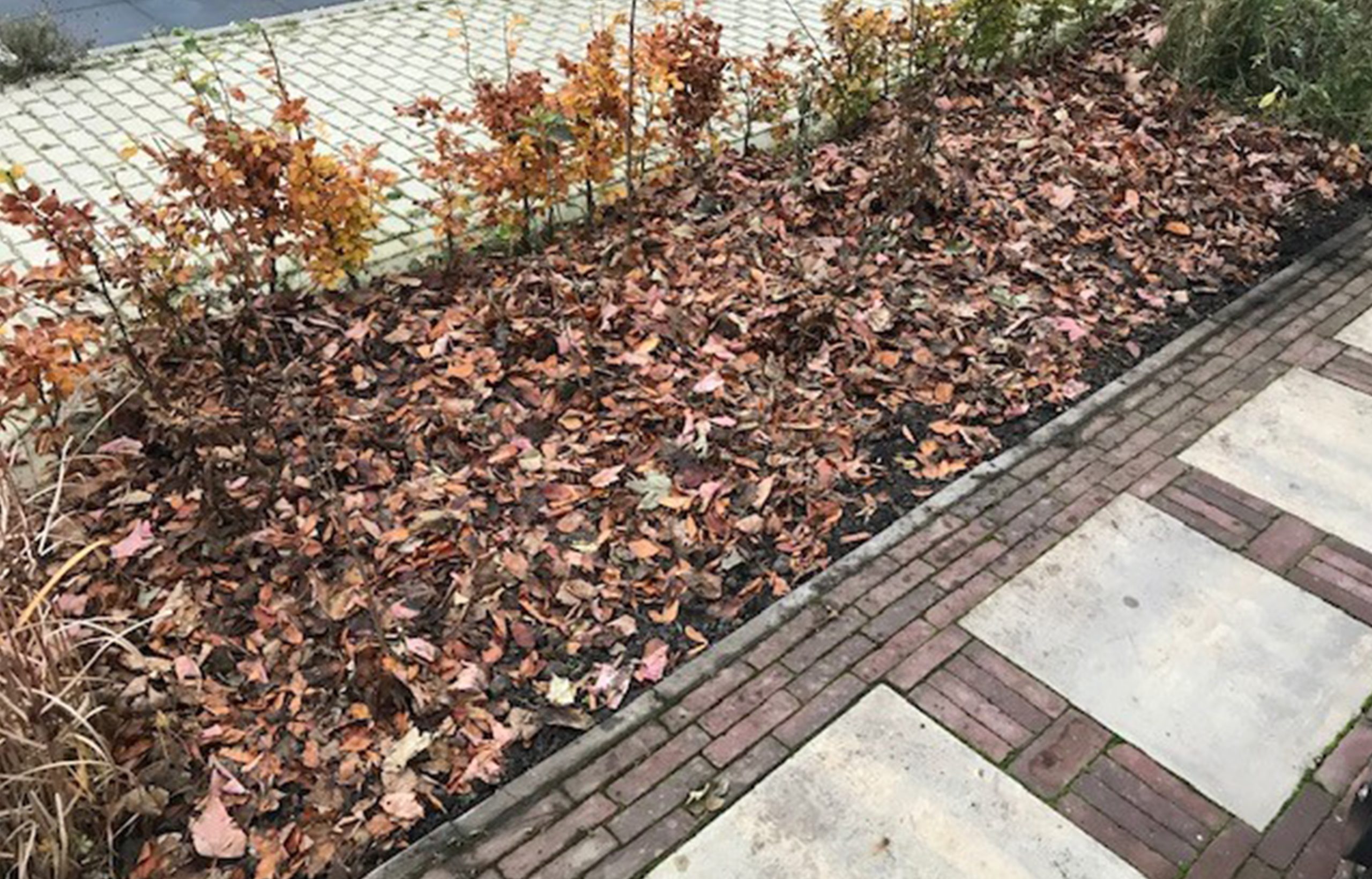 Tuiny Forest ervaringsverhaal Geert-Jan