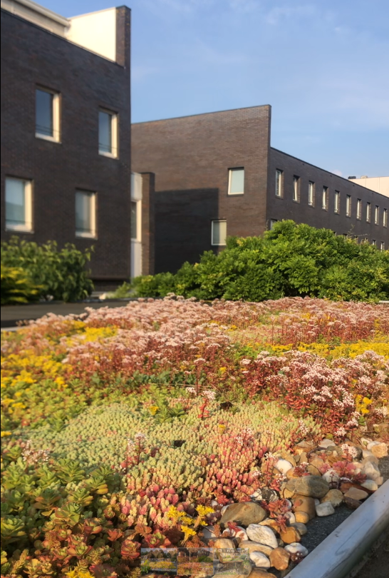 Groendak met vetplanten en bloemen voor een modern, bakstenen kantoorgebouw.