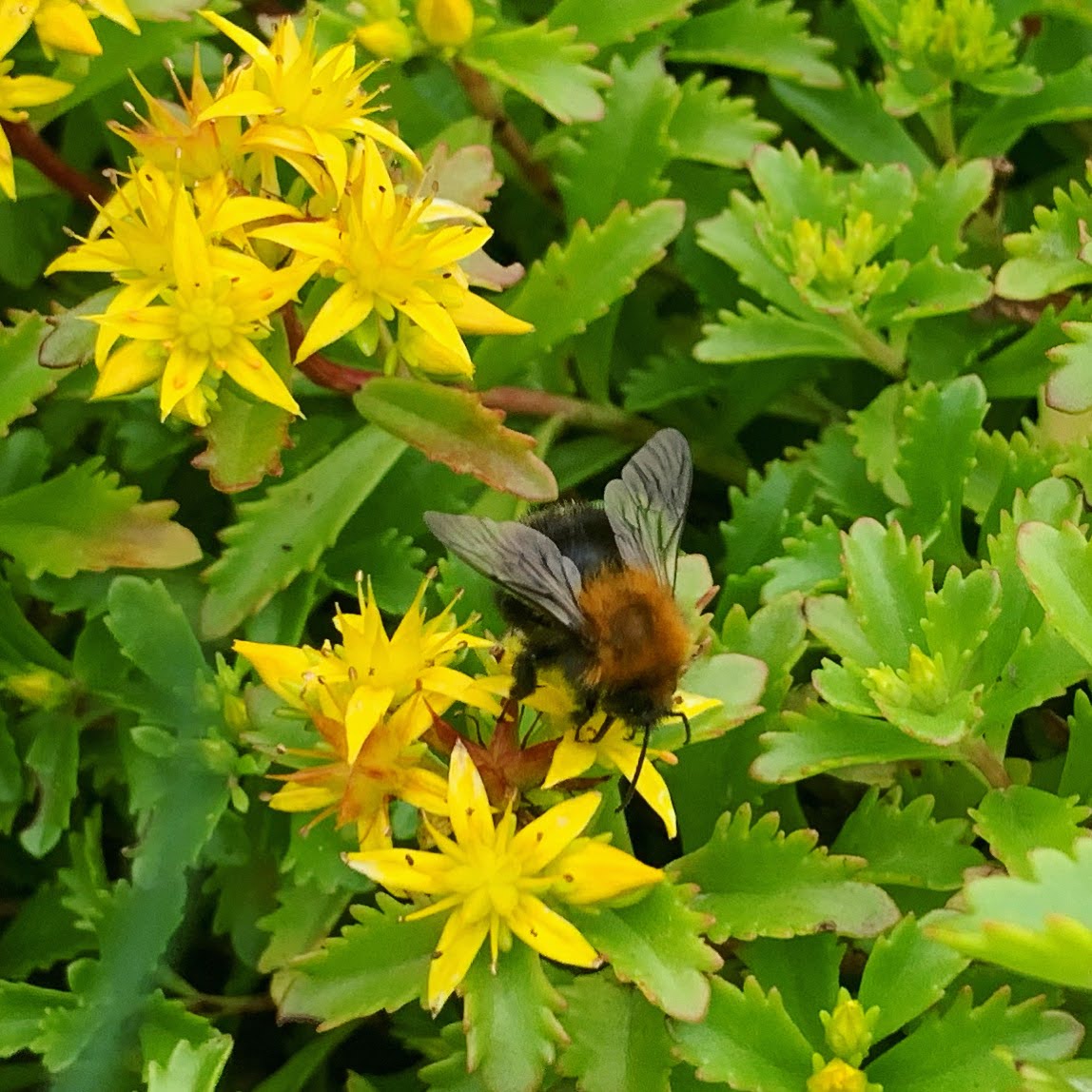 Hommel op gele bloemen, omringd door groene bladeren.