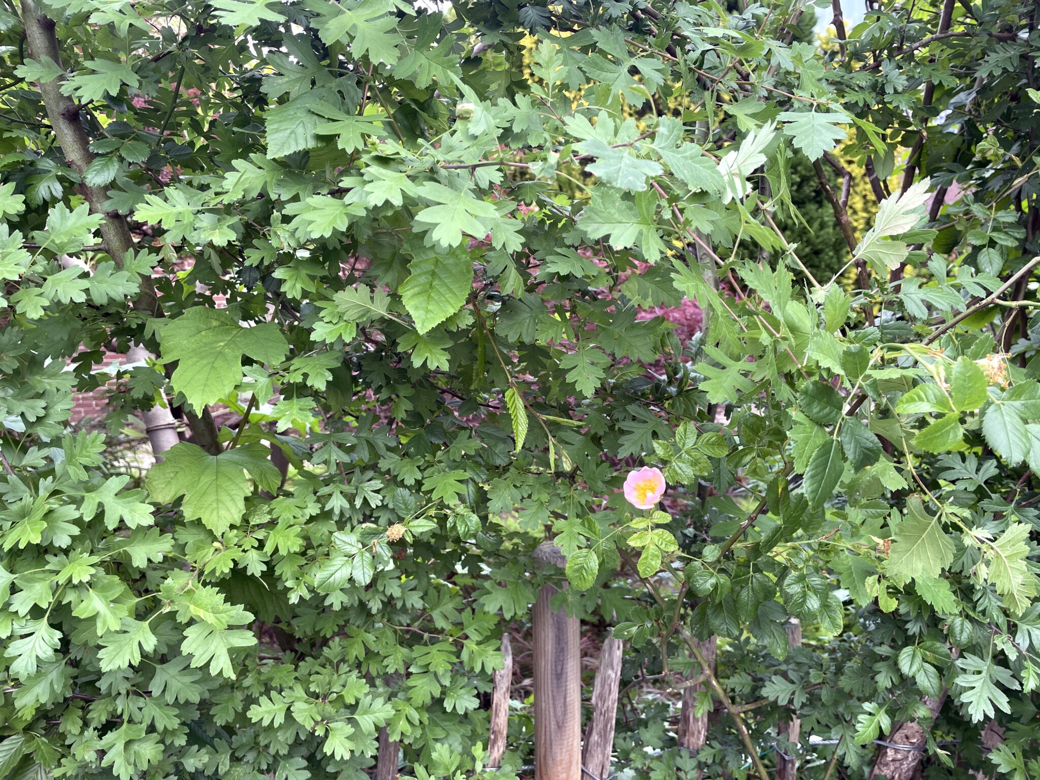 Groene bladeren met een enkele roze bloem aan een tak, in een groene tuinomgeving.