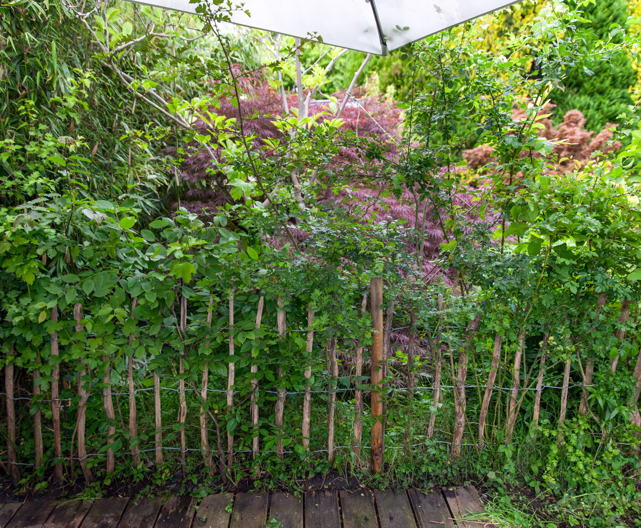 Groene tuin met houten hek, planten eromheen en paarse bladeren onder een witte parasol.