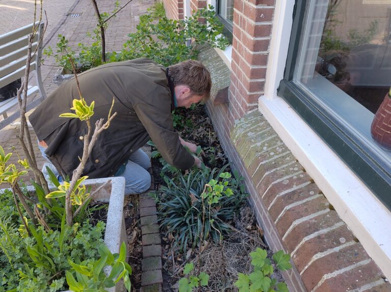 Man werkt in tuin naast bakstenen huis, plaatst plantjes tussen groen.