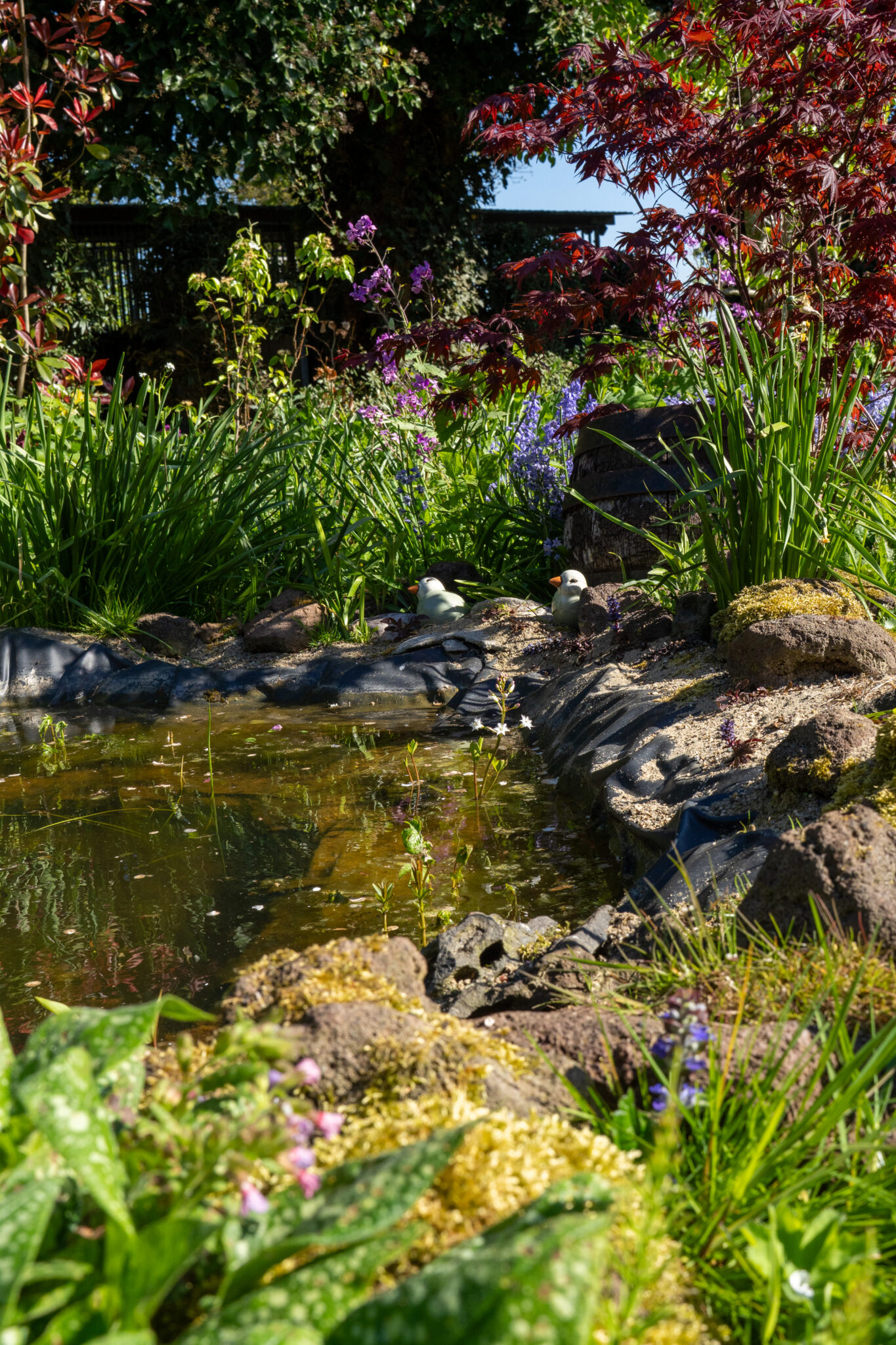 Vijver met omringende planten, kleurrijke bloemen en decoratieve stenen in een tuin op zonnige dag.