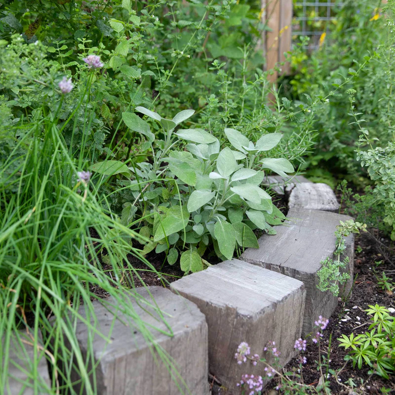 Kruidentuin met salie, bieslook en andere kruiden langs houten kastrand.