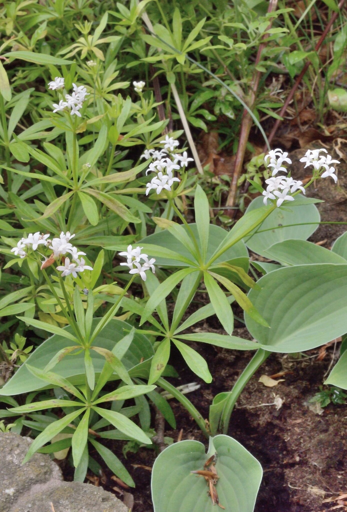 Groen blad met kleine witte bloemetjes, groeiend in een tuinomgeving.