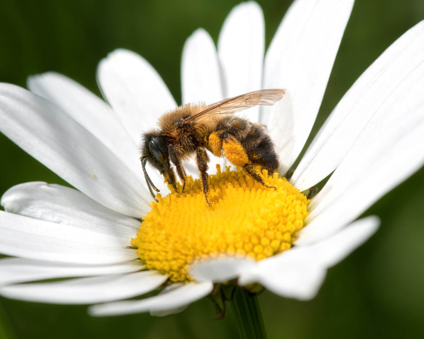 Wethouder Bosland opent B&B for Bees op Piekschool Wageningen