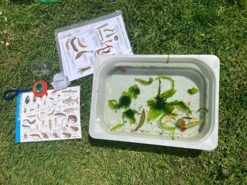 Rijswijkse kinderen verwonderen zich over waterdiertjes