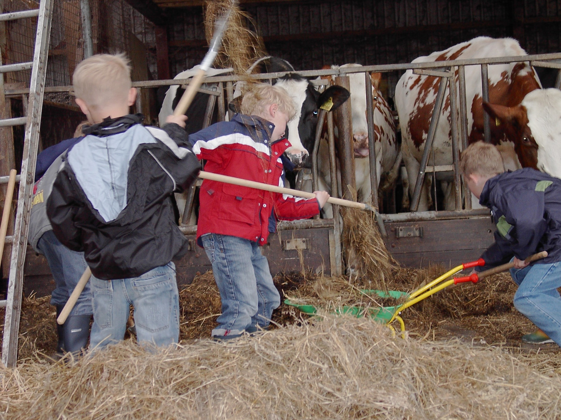 Kinderen ontmoeten Meneer de Alpaca bij Buurderij van Dam