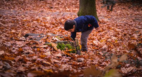 Met je billen op een boomstam – Herfsttoer