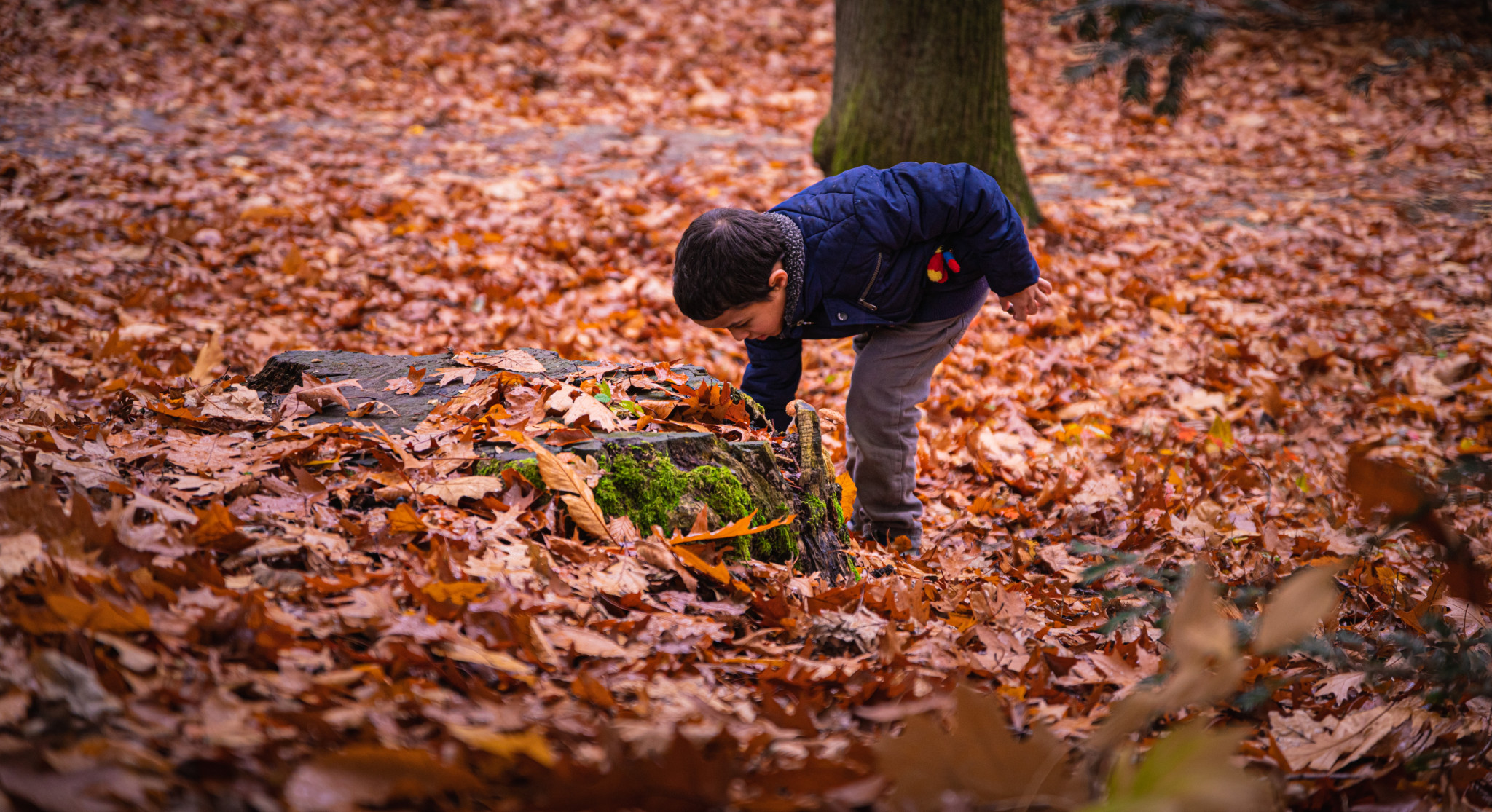 Met je billen op een boomstam – Herfsttoer