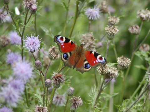 Groenstrook omgetoverd tot buurtpluktuin ‘Erebloem’.
