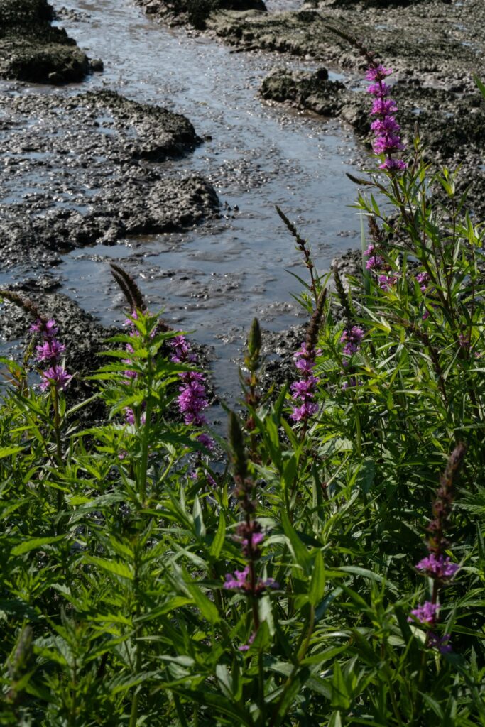 Paarse bloemen langs een modderige rivierbedding met grillige stenen.