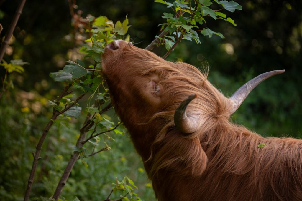 Schotse hooglander eet bladeren van een tak in een bosrijke omgeving.
