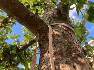 Aanmelden online bijeenkomst Onze Bomen