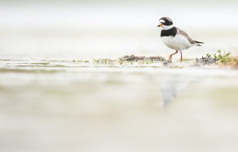 Schone dijken en strandjes voor broedende plevieren