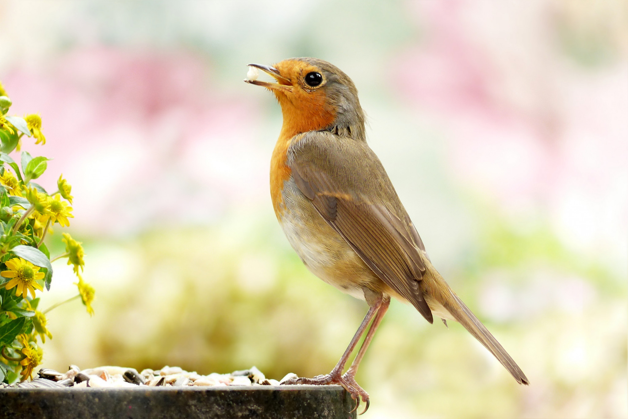 Hoe vogelvriendelijk is jouw tuin?
