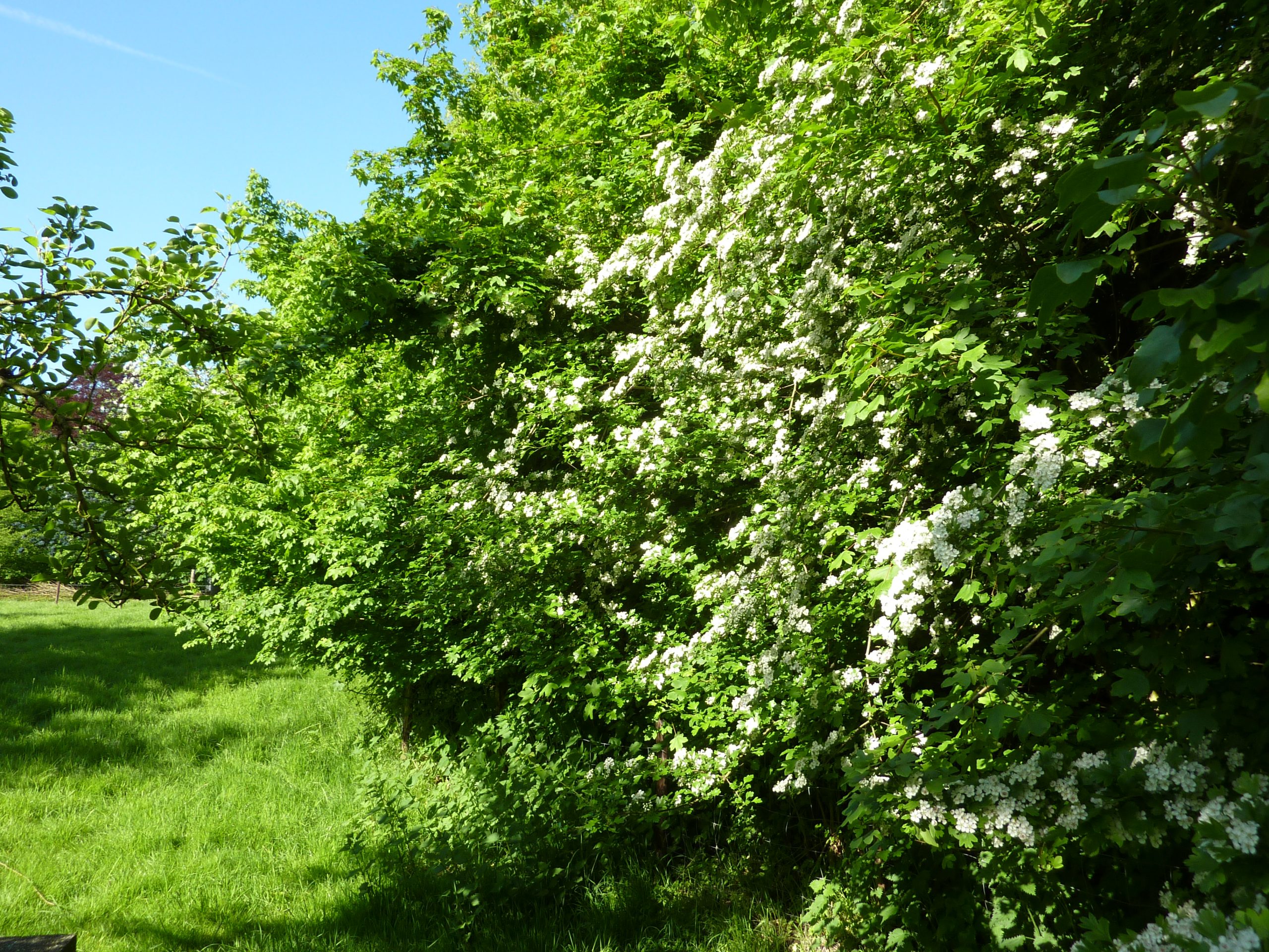 10 tips voor (meer) Zeeuwse natuur op je schoolplein!