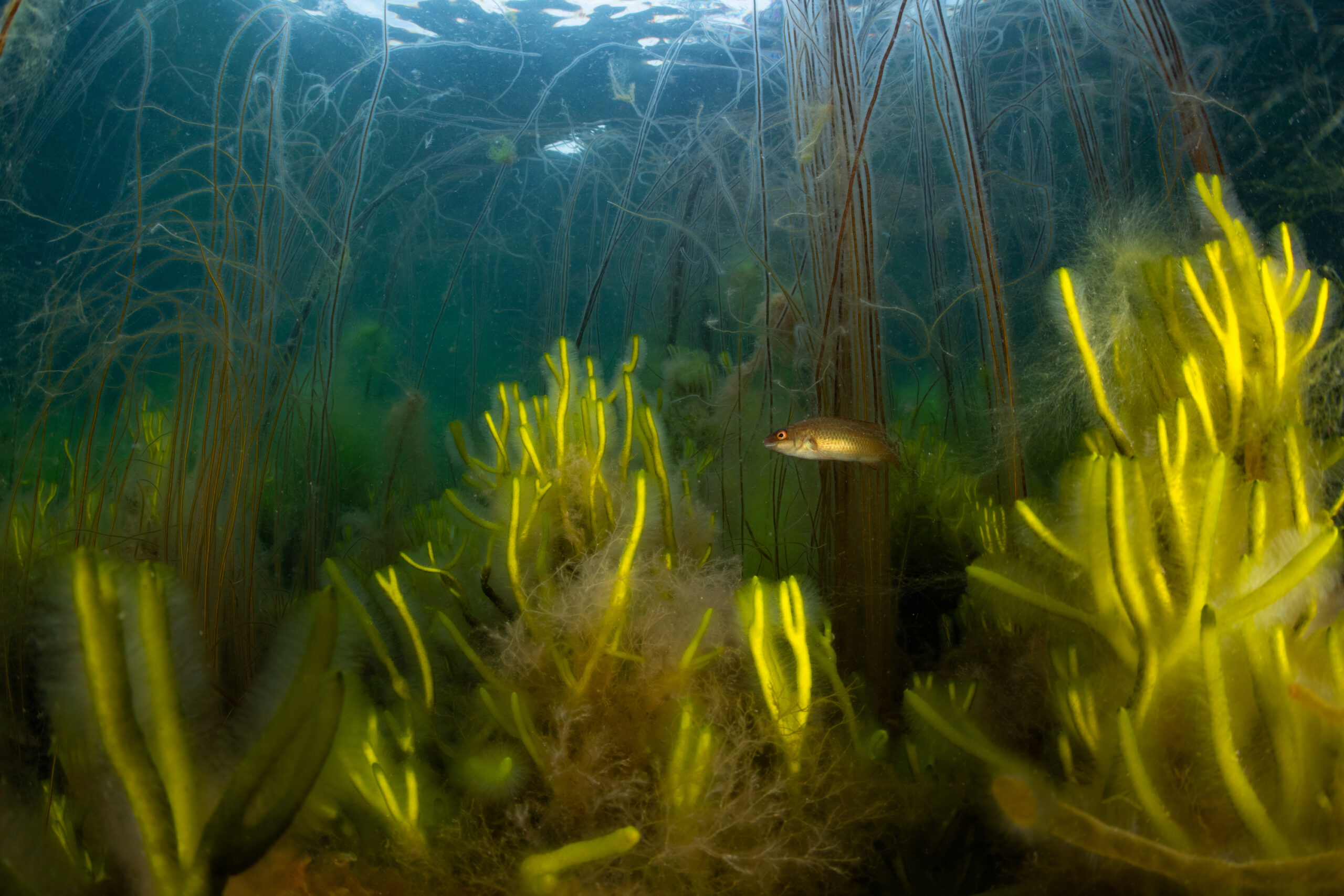 Onderwaterbeeld met gele koraalachtige planten en een vis, omgeven door helder water en waterplanten.