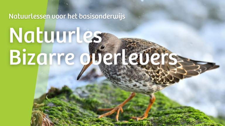 Vogel op mos met tekst: 