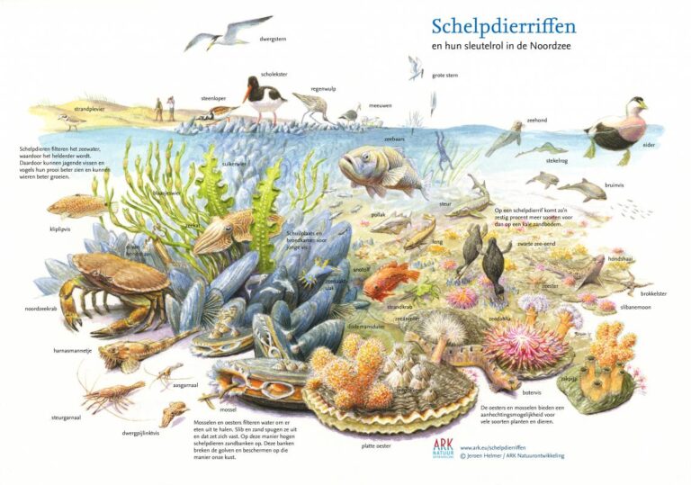 Illustratie van een schelpdierkader in de Noordzee met diverse vissen, vogels en zeedieren.
