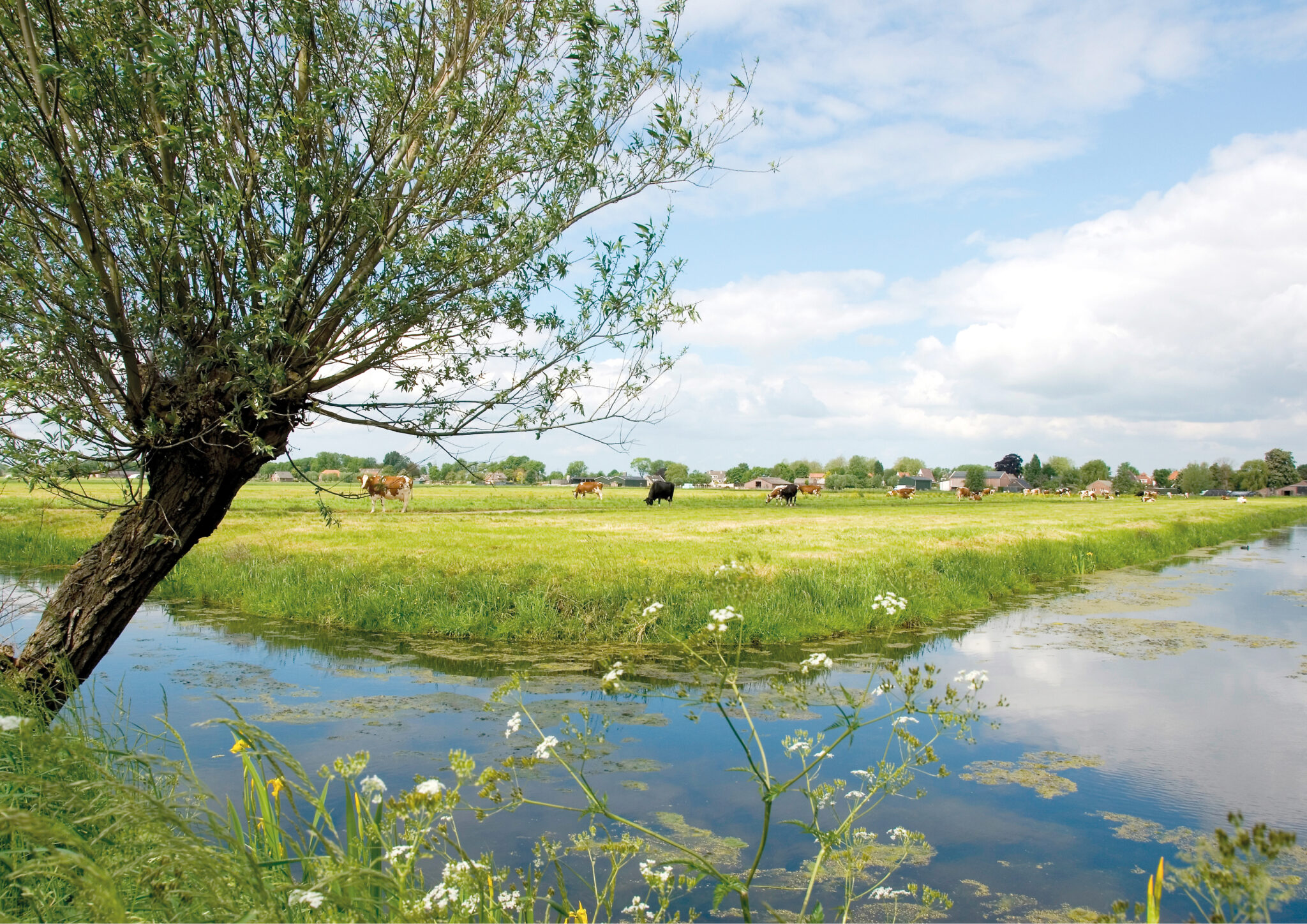 Boerderijlandschap met grazende koeien, boom, sloot en blauwe lucht met wolken.