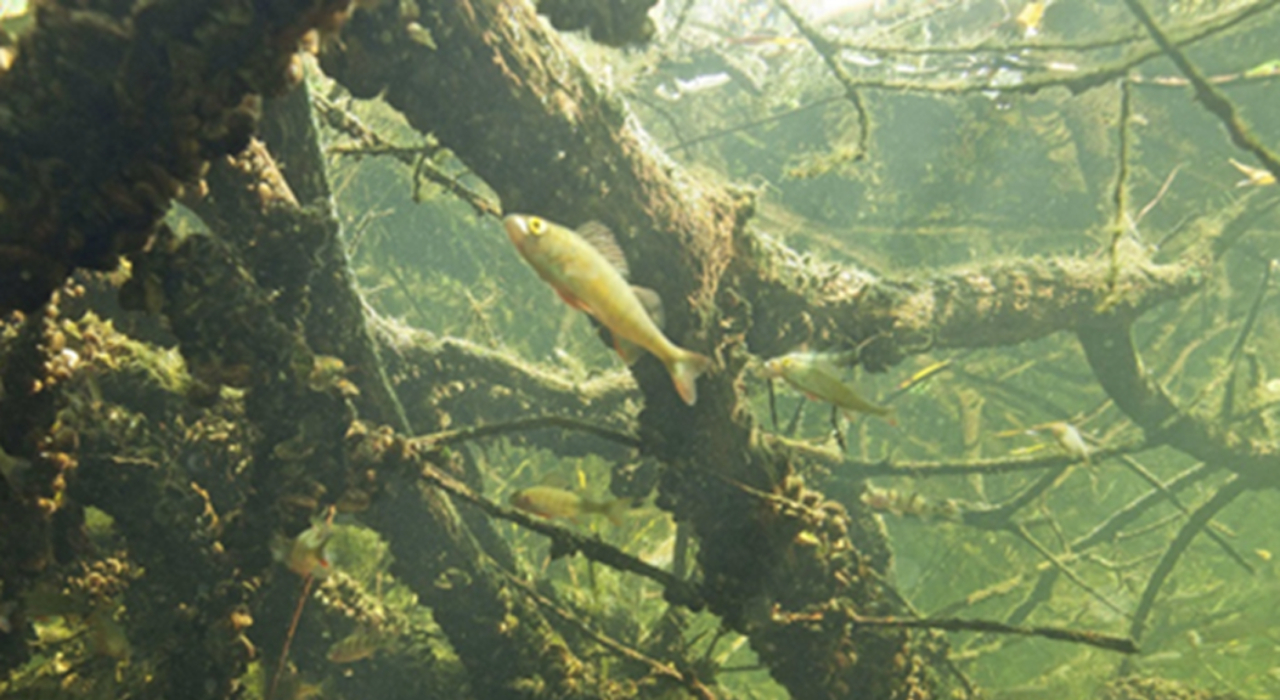 Wereldprimeur voor de Grevelingen met Tiny Sea Forest