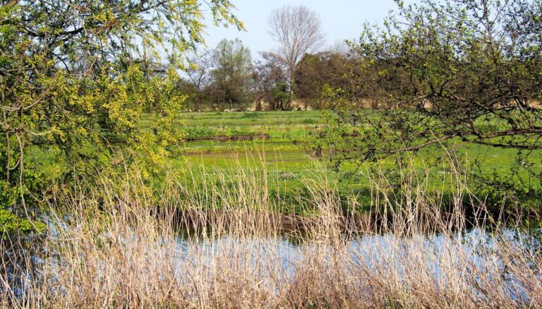Landschap met gras, struiken en bomen rond een kleine rivier onder een heldere, blauwe lucht.