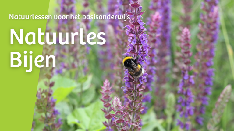 Bij op paarse bloem met tekst 