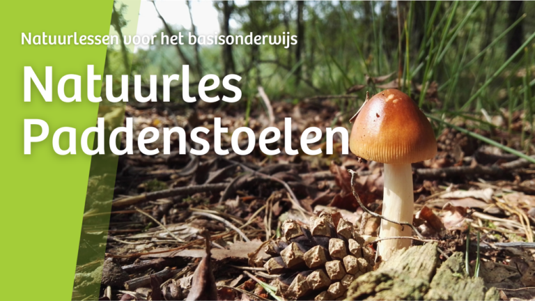 Paddenstoel in bos, tekst: 