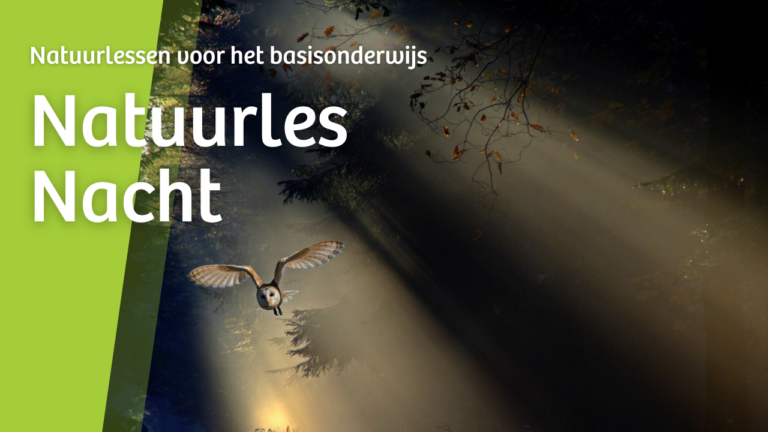 Tekst op groene achtergrond. Een vliegende uil in een bos met zonnestralen. Tekst: 