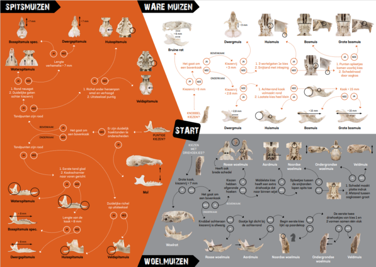 Diagram van muizenkoppen, tanden en schedels voor identificatie; verdeeld in spitsmuizen, ware muizen, woelmuizen.
