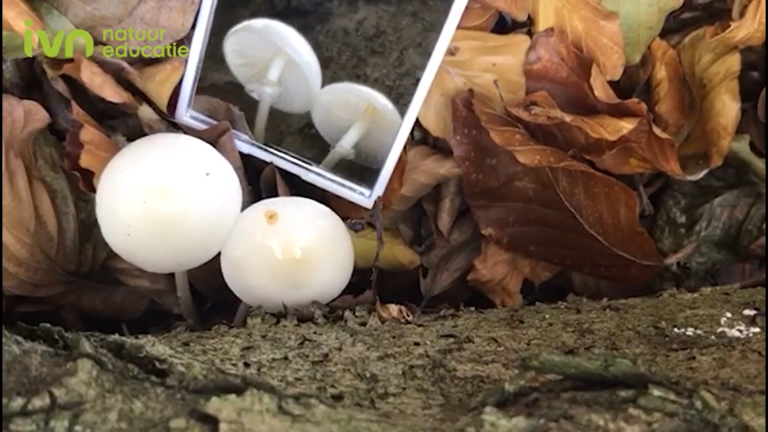 Twee witte paddenstoelen en een spiegel naast bruine bladeren op de grond.