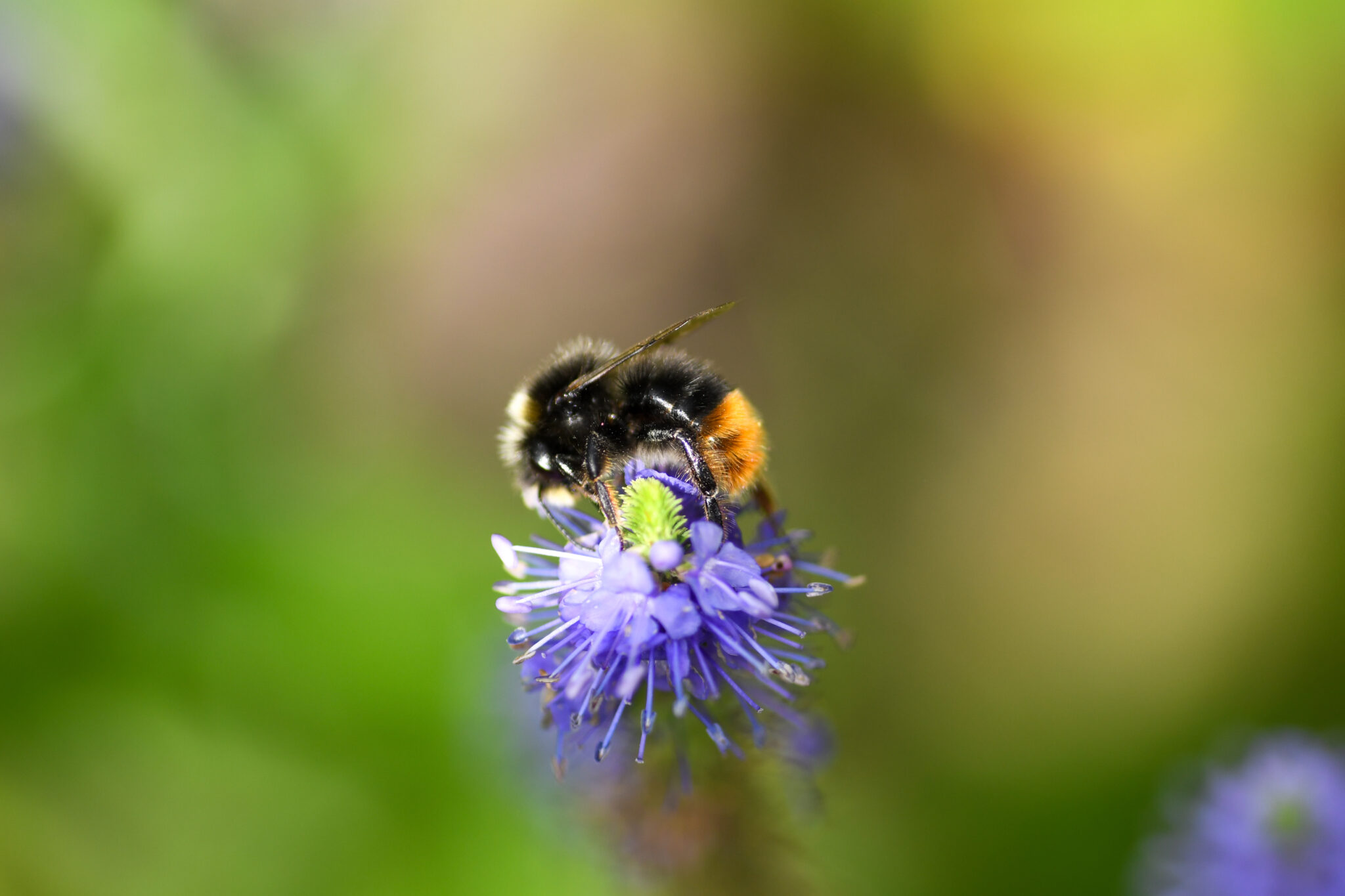 Hommel op paarse bloem met groene achtergrond.