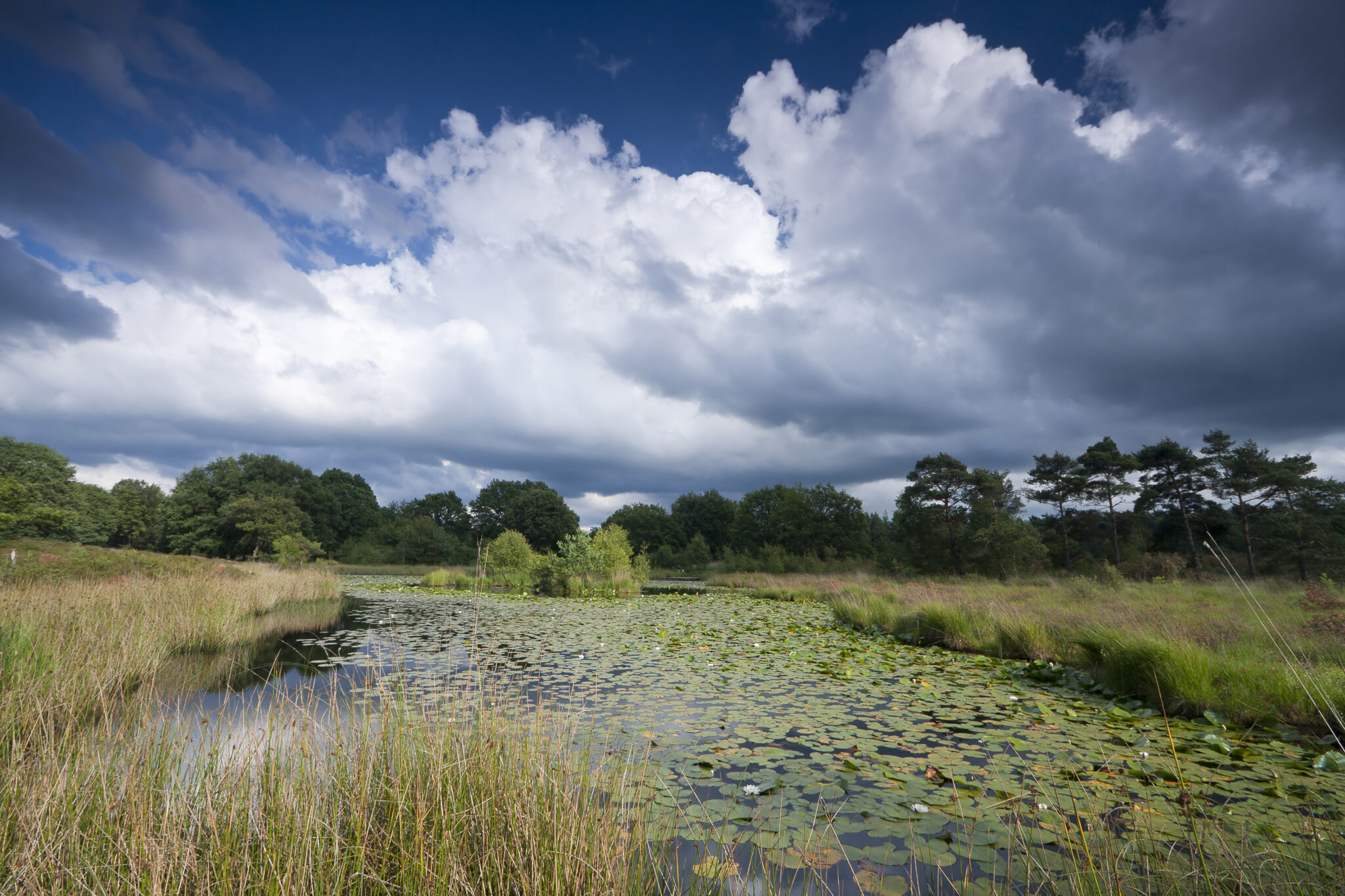 Plas met waterlelies, omringd door hoge grassen en bomen onder een bewolkte hemel.