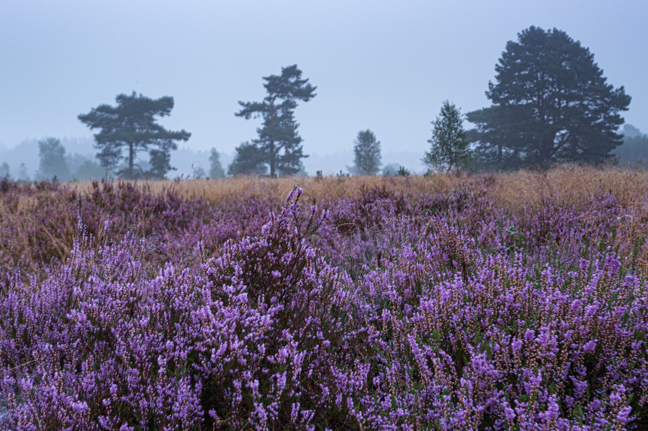 Plantenwerkgroep rondt eerste opdracht SBB af