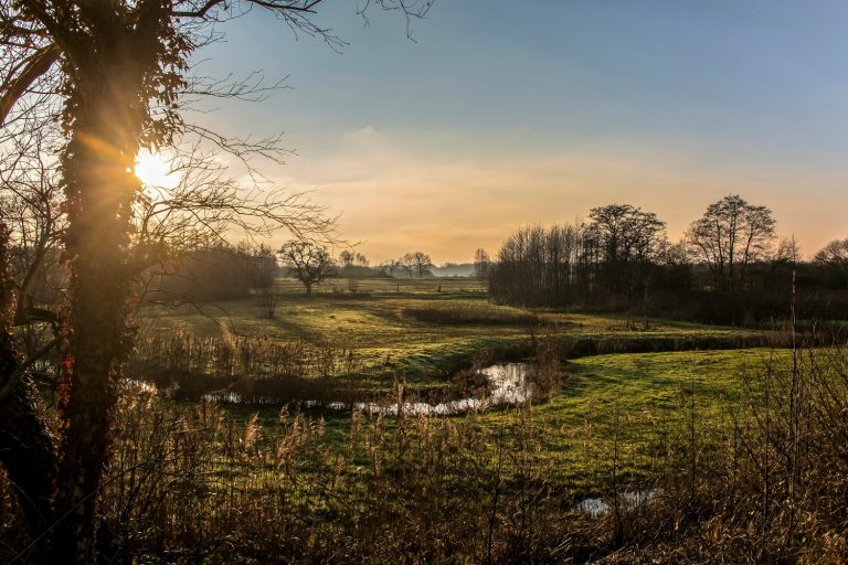 Zonsopgang boven een graslandschap met bomen, een kronkelende beek, en zonlicht door takken.
