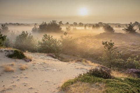 Investeer in de kracht van Drenthe: groene speerpunten voor de Provinciale Statenverkiezingen 