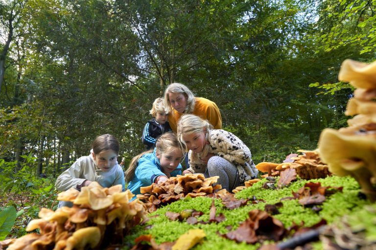 Een groep kinderen en een volwassene bestuderen paddenstoelen in een bosrijke omgeving.